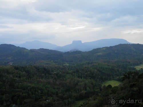 Шри-Ланка - как делают чай