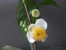 Шри-Ланка - как делают чай