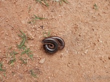 Шри-Ланка - как делают чай