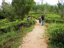 Шри-Ланка - как делают чай