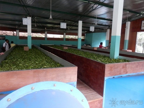 Шри-Ланка - как делают чай