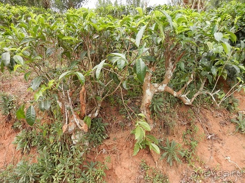 Альбом отзыва "Шри-Ланка - как делают чай"