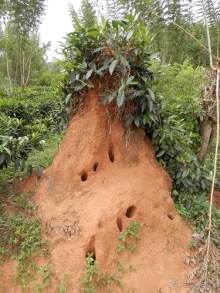 Шри-Ланка - как делают чай