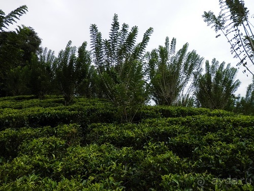 Шри-Ланка - как делают чай