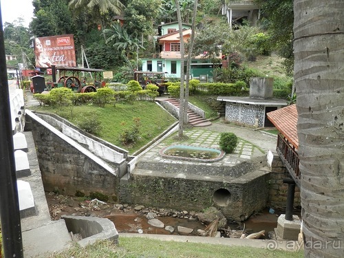 Шри-Ланка - как делают чай