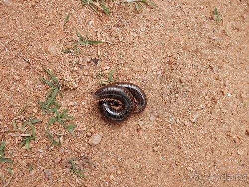 Шри-Ланка - как делают чай