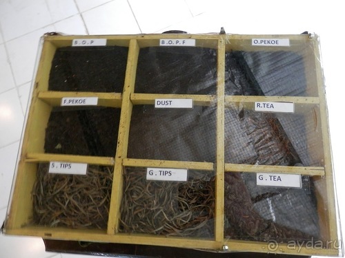 Шри-Ланка - как делают чай