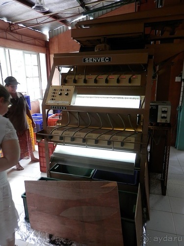 Шри-Ланка - как делают чай