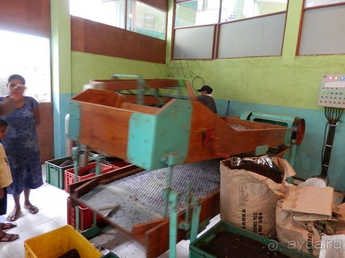 Шри-Ланка - как делают чай