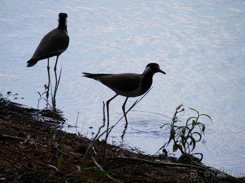 Шри-Ланка - первые впечатления
