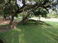 Шри-Ланка - первые впечатления