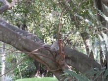 Шри-Ланка - первые впечатления