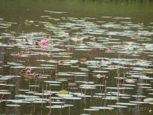 Шри-Ланка - первые впечатления
