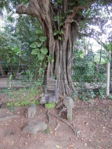 Шри-Ланка - первые впечатления