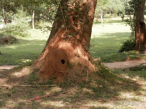 Шри-Ланка - первые впечатления