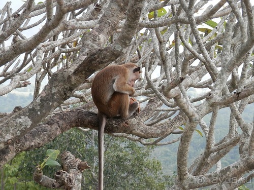 Шри-Ланка - первые впечатления