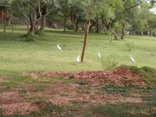 Шри-Ланка - первые впечатления