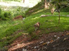 Шри-Ланка - первые впечатления