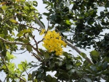 Шри-Ланка - первые впечатления