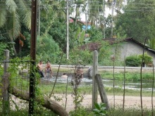 Шри-Ланка - первые впечатления