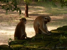 Шри-Ланка - первые впечатления