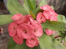 Шри-Ланка - первые впечатления