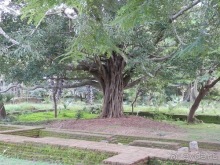 Шри-Ланка - первые впечатления