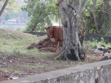 Шри-Ланка - первые впечатления