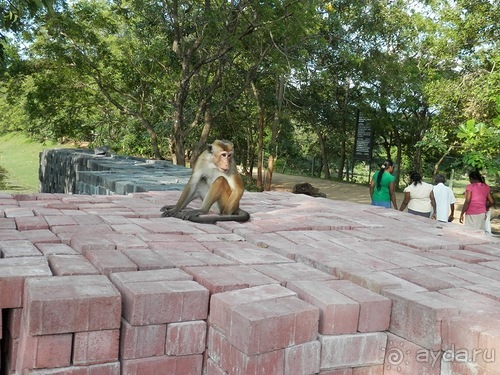 Шри-Ланка - первые впечатления