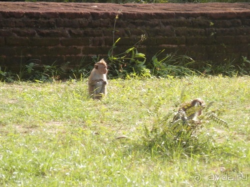 Шри-Ланка - первые впечатления
