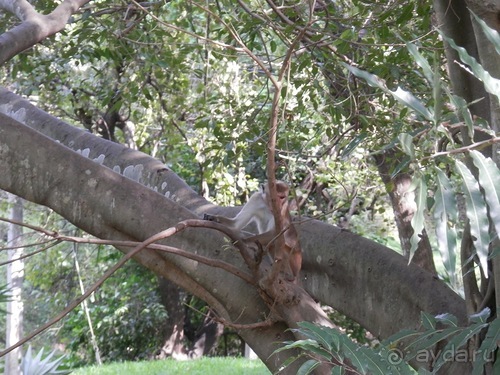 Шри-Ланка - первые впечатления