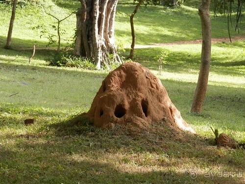 Шри-Ланка - первые впечатления