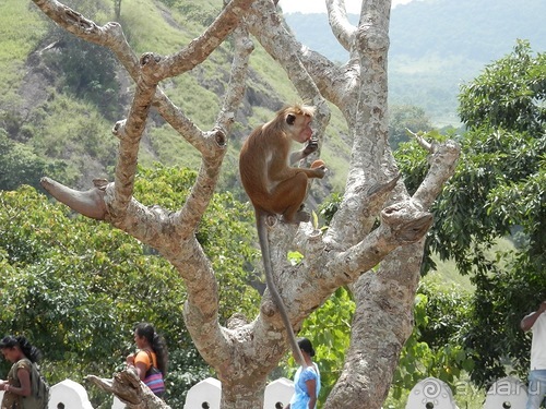 Шри-Ланка - первые впечатления