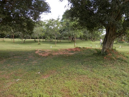 Шри-Ланка - первые впечатления