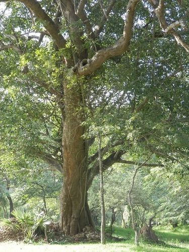 Шри-Ланка - первые впечатления