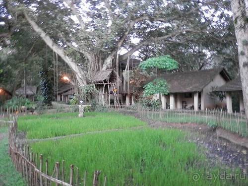 Шри-Ланка - первые впечатления