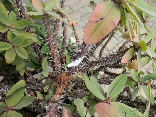 Шри-Ланка - первые впечатления