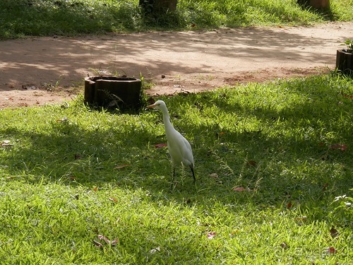 Шри-Ланка - первые впечатления