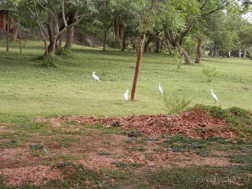 Шри-Ланка - первые впечатления