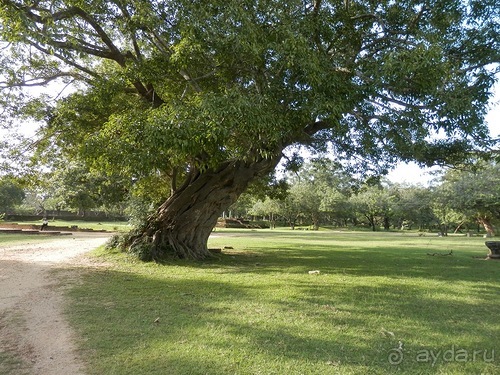 Шри-Ланка - первые впечатления