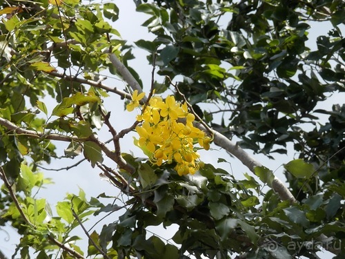 Шри-Ланка - первые впечатления