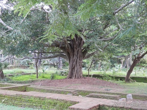 Шри-Ланка - первые впечатления