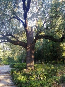 Массандра и прогулка по Ялте