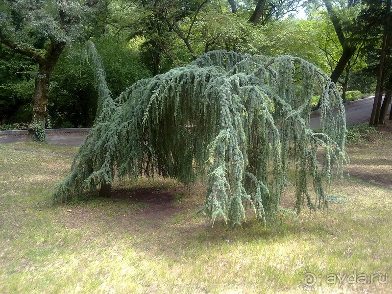 Массандра и прогулка по Ялте