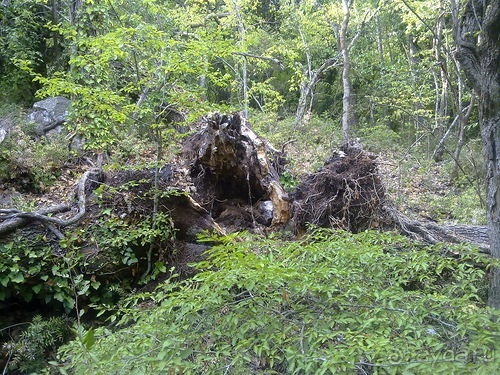 Массандра и прогулка по Ялте
