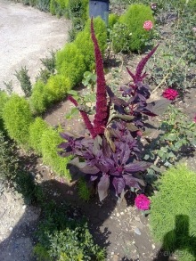 Массандра и прогулка по Ялте