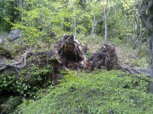 Массандра и прогулка по Ялте