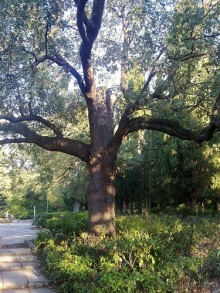 Массандра и прогулка по Ялте