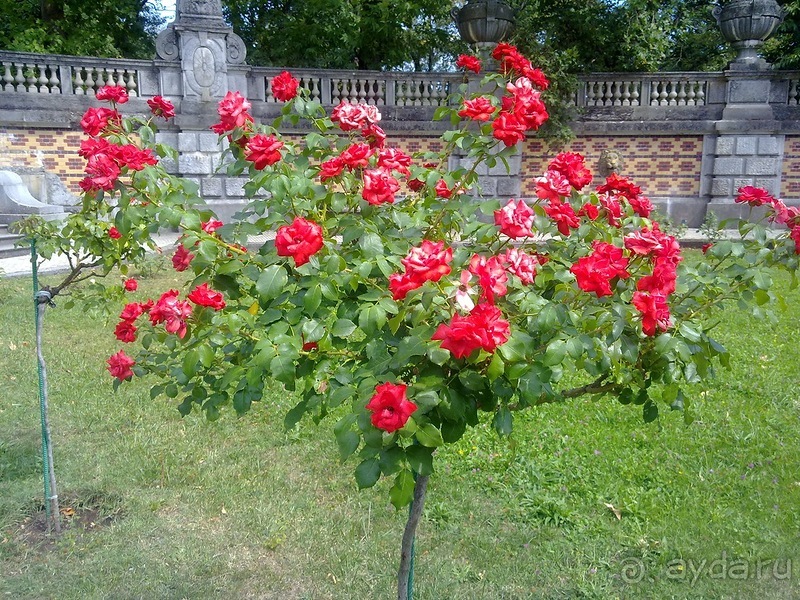 Массандра и прогулка по Ялте