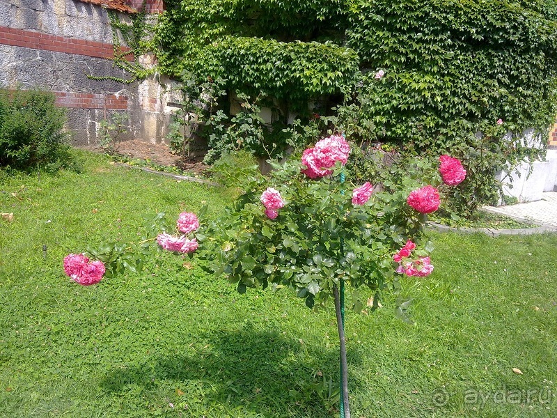 Массандра и прогулка по Ялте